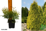 Туя западная Еллоу Риббон (Thuja occidentalis Yellow Ribbon) Р9 В