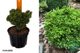 Криптомерия японская Грин Перл (Cryptomeria japonica Green Pearl) С5