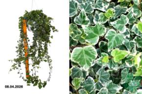 плющ вайт вондер р24