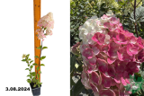 Гортензия метельчатая Самарская Лидия (Hydrangea paniculata Samarskya Lydia) Р9