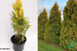 Туя западная Санкист (Thuja occidentalis Sunkist) С5
