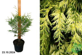 Туя складчатая Айриш Голд С31