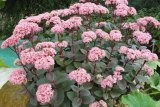 Очиток видный Матрона (Sedum hybride Matrona)