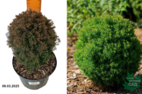 Thuja occidentalis Teddy