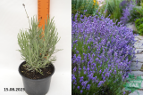 Лаванда узколистная Манстед (Lavandula angustifolia Munstead) С1,5