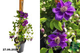 Клематис крупноцветковый Ашва (Clematis florida Ashvа) С3