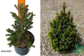 Picea abies Wills Zwerg