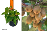 Актинидия деликатесная Хейворд (Actinidia deliciosa Hayward) С3