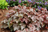 Heucherella Burnished Bronze