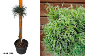 сосна веймутовая грин твист штамб