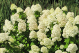 Гортензия Лаймлайт