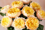 Роза срезочная Вувузела Голд (Rose Vuvuzela Golden) ОКС