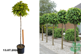 Катальпа бигнониевидная Нана штамб (Catalpa bignonioides Nana) С35