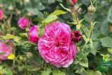 Роза английская Констанция (Rosa еnglish Constance) С6