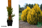 Туя складчатая Голди (Thuja plicata Goldy) Р9 В