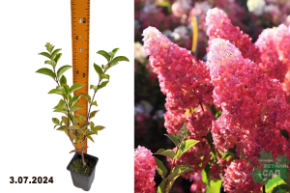 Hydrangea paniculata Fraise Melba