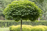 Катальпа бигнониевидная Нана штамб (Catalpa bignonioides Nana) С10