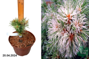 Pinus parviflora Tanima no yuki