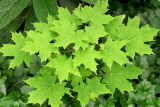Клен остролистный (платанолистный) (Acer platanoides) С3