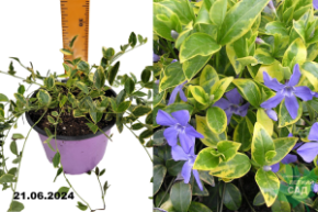 Барвинок малый Ауреовариегата (Vinca minor Aureovariegata) С2