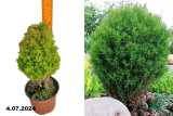 Туя западная Тедди (Thuja occidentalis Teddy) С2 круг.