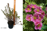 Лапчатка кустарниковая Пинк Парадайз (Potentilla fruticosa Pink Paradise) С3