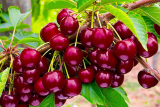Черешня Овстуженка (Prunus Ovstuzhenka) С6