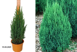 Можжевельник китайский Стрикта (Juniperus chinensis Stricta) С3 Аг.