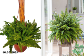 Папоротник Нефролепис