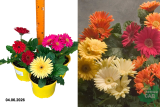 Гербера микс (Gerbera mix) С2