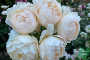 Роза английская Воллертон Олд Холл