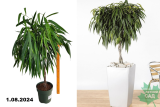Фикус биннедика Али (Ficus binnendijkii Alii) переплетенный С8