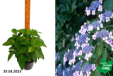 Гортензия пильчатая Блюберд (Hydrangea serrata Bluebird) С2 лс