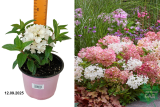 Гортензия метельчатая Граундбрейкер (Hydrangea paniculata Groundbreaker) С2 лс