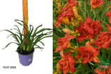 Лилейник гибридный Мозес Файр (Hemerocallis Moses` Fire) С2
