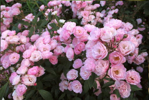 Роза мускусный гибрид Хевенли Пинк (Rosa Hybrid Musk