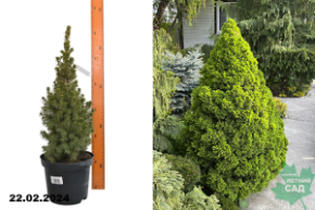 Ель канадская Коника (Picea glauca Conica) С3