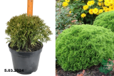 Туя западная Даника (Thuja occidentalis Danica) С10