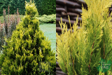 Туя складчатая Стоунхам Голд (Thuja plicata Stoneham Gold) С3