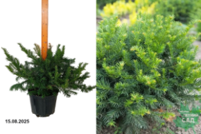 тисс репанденс