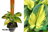 Хоста Голден Медоуз (Hosta Golden Meadows) С1,5 Вд