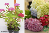 Гортензия крупнолистная микс (Hydrangea Macrophylla mix) С3