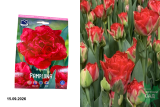 Тюльпан Памплона (Tulipa Pamplona) 10шт/уп