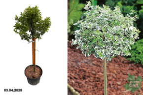 бересклет форчуна аркелин