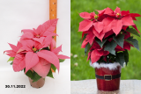 пуансеттия коралловая