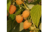 Малина обыкновенная Анна (Rubus Anne) С3 лс