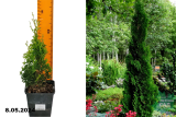 Туя западная Бробекс Тауэр (Thuja occidentalis Brobeck`s Tower) Р9