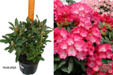 Рододендрон якушиманский Фантастика (Rhododendron yakushimanum Fantastica) С5