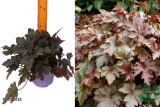 Гейхерелла Бёрнишд Бронз (Heucherella Burnished Bronze) С2
