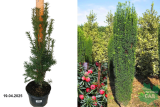 Тисс ягодный Фастигиата Робуста (Taxus baccata Fastigiata Robusta) С3